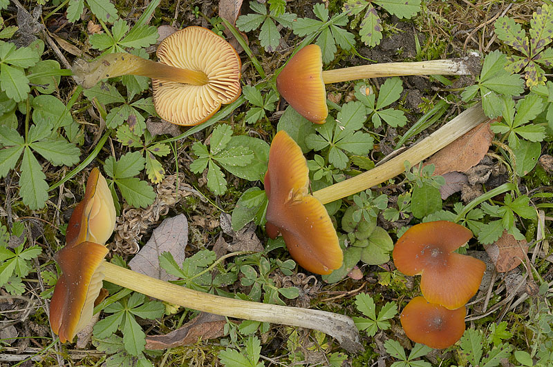 Hygrocybe conica